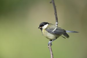 Juvenile Great Tit