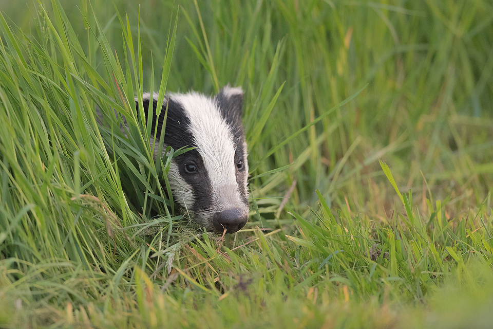 A badger cub peers cautiously out of the long grass, Derbyshire, Peak District National Park. As I sat listening to this little cub snuffling about in the dense vegetation at the edge of the field, I knew that it was only a matter of time before it would poke its nose through. All I had to do was carefully position myself to get the best angle.