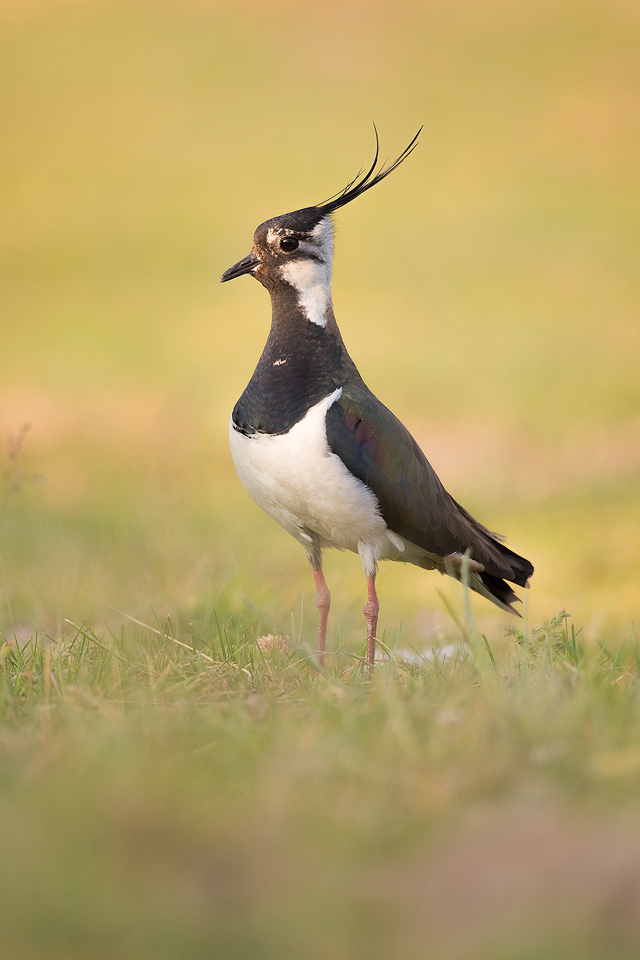 An adult lapwing stands proudly in an arable field below a craggy gritstone edge. Derbyshire, Peak District National Park. Lapwings are the most widespread of our native waders, however sadly this stunning bird has seen a dramatic population decrease and is now a RSPB red list species.