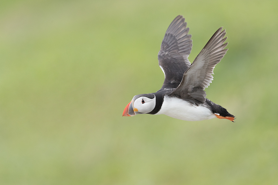 Puffin captured mid-flight against a fresh green background. These fast flying birds are notoriously hard to capture in flight, so it took a fair few attempts to get the framing and background just right. Farne Islands, Northumberland.