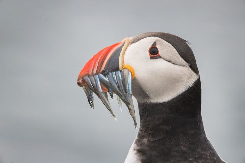 Classic portrait of a puffin with beak full of sand eels. If you look closely you can even see a squid at the tip of the beak! The Farne Islands offer one of the best opportunities worldwide to get up close and personal with these charismatic birds.