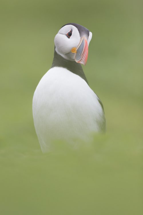 Puffin isolated against a fresh green background. By using a wide aperture and getting right down to eye level I was able to completely blur the background and foreground, isolating the bird.