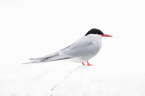 The featureless overcast sky and white painted wall allowed me to create this high key portrait of an Arctic Tern. Overcast conditions like this don't offer much in terms of contrast, but are perfect for bringing out colour and detail.