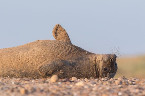 A grey seal pup relaxes on the pebbly beach. Lincolnshire, UK. Grey Seal Pup - Grey Seal Photography Workshop, Lincolnshire Wildlife Photography