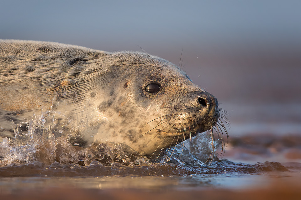 Grey Seal Pup - Grey Seal Photography Workshop