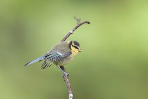 Juvenile Blue Tit