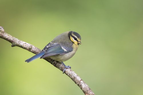 Baby blue tit. Whilst up in Northumberland we spent some time photographing a range of woodland birds. Our birds are under a lot of pressure during the spring and summer, providing for their demanding young. This blue tits overworked parent was looking pretty scruffy to say the least!