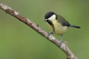 Juvenile Great Tit with Ladybird