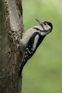 GS Woodpecker