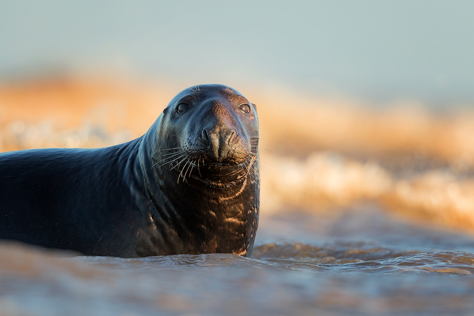 Bull Seal in the Surf - Grey Seal Photography Workshop, Lincolnshire Wildlife Photography