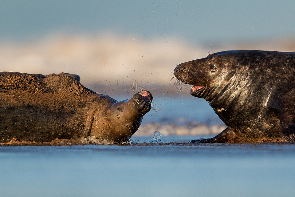 Bull Seal and Cow in the Surf - Grey Seal Photography Workshop, Lincolnshire Wildlife Photography