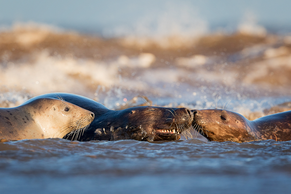 Bull Seal and cows playing in the Surf - Grey Seal Photography Workshop, Lincolnshire Wildlife Photography