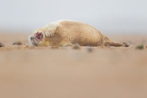 Yawning Grey Seal Pup. Fluffy newborn grey seal pup yawning after a stressful afternoon of lazing on the beach. Lincolnshire, UK. Smiling Grey Seal Pup - Grey Seal Photography Workshop, Lincolnshire Wildlife Photography