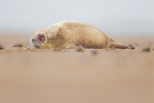 Yawning Grey Seal Pup. Fluffy newborn grey seal pup yawning after a stressful afternoon of lazing on the beach. Lincolnshire, UK. Smiling Grey Seal Pup - Grey Seal Photography Workshop, Lincolnshire Wildlife Photography