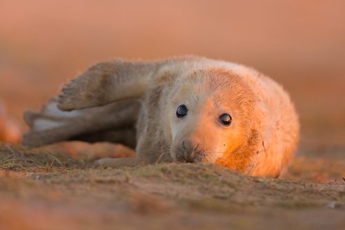 Grey Seal Pup at Sunset - Grey Seal Photography Workshop, Lincolnshire Wildlife Photography