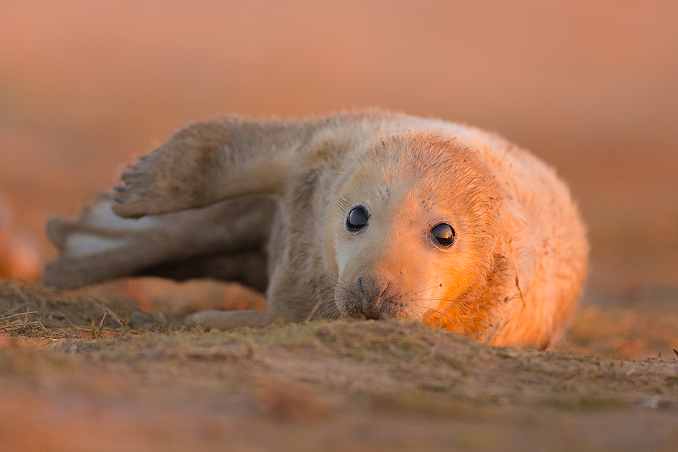 Grey Seal Pup at Sunset - Grey Seal Photography Workshop, Lincolnshire Wildlife Photography