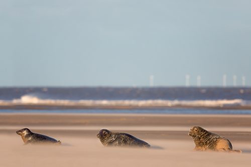 Grey Seals in a Sandstorm - Grey Seal Photography Workshop, Lincolnshire Wildlife Photography
