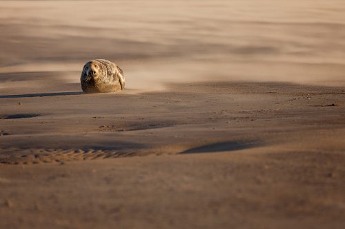 Grey Seal Bull in a Sandstorm - Grey Seal Photography Workshop, Lincolnshire Wildlife Photography
