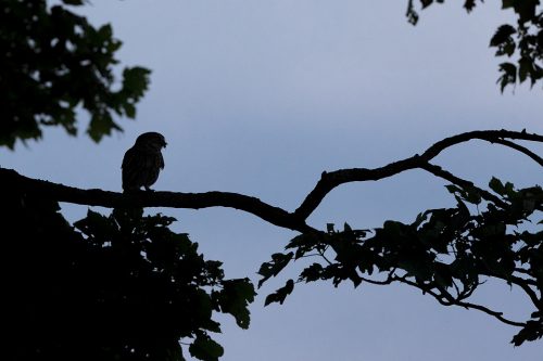 Little Owl Silhouette. Adult Little Owl with prey silhouetted on a branch at dusk. Derbyshire Peak District NP.
