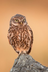 Adult Little Owl perched on a limestone wall in warm evening light. Derbyshire Peak District NP. One of the parents of the little owl family I photograph, taking a well earned break in the sunshine. It's great fun watching the owlets as they stomp around the fields, learning to hunt insects. At this age they often don't know what to do when they find something though and end up spooking themselves instead of the bugs! The young typically stick close to the nesting site until late Summer/early Autumn. Using my car as a mobile hide I am able to get extremely close to this family of little owls by the side of a quiet country lane. Little owls are creatures of habit and typically favour the same perches and routines, so I regularly see them on the same perches.