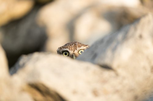 Peekaboo! After ducking behind the wall to hide from a passing cyclist this little owl kept popping their head up to see whether the danger had passed. I couldn't resist laughing as the look it kept giving me was hilarious! Derbyshire, Peak District NP.
