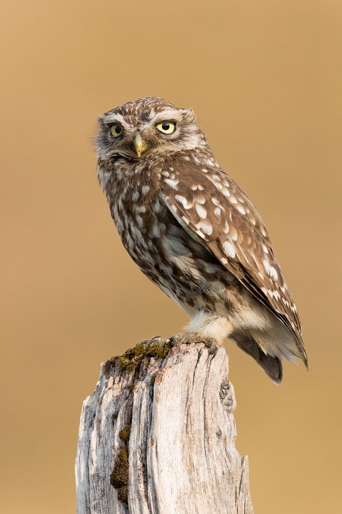 Little Owl perched on old wooden post. Derbyshire, Peak District NP.