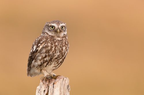 Little Owl perched on a weathered old wooden post. Derbyshire, Peak District NP.
