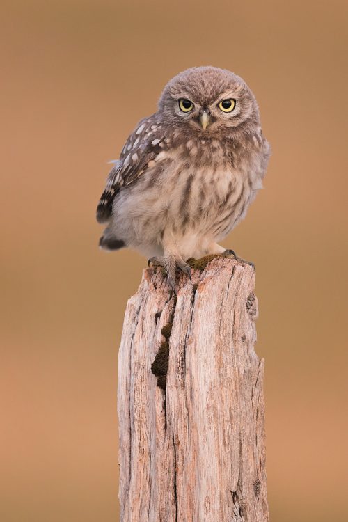 Little Owlet perched on an old wooden post, Derbyshire, Peak District NP.