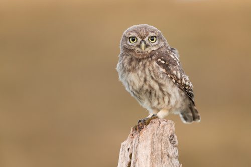 Little Owlet Portrait. Little Owlet perched on a weathered old wooden post at Dusk. Derbyshire, Peak District NP.
