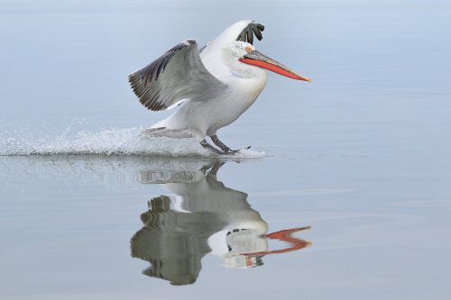 Dalmatian Pelican Landing. These huge birds aren't the most graceful flyers but when they come in to land their water skiing is top notch! Lake Kerkini, Northern Greece.