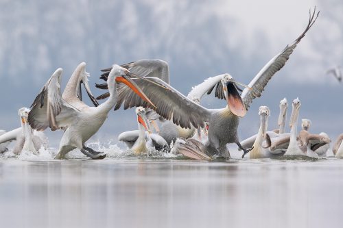 Dalmatian Pelican Feeding Frenzy. Daily feeds by the local fisherman offered some incredible opportunities to get up close and personal with these stunning birds. One this occasion a huge flock of the birds had gathered behind the boats and with fresh fish on the menu several vicious fights broke out. Lake Kerkini, Northern Greece.