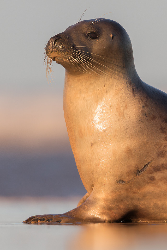 Grey Seal