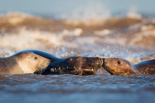 A tender moment in the surf between a grey seal bull and two cows. Lincolnshire, UK. Grey Seal Photography Workshop