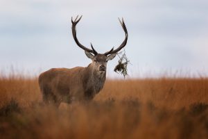 Stag Antler Ornaments. During the Autumn rut the stags regularly rub their antlers through vegetation hoping to attach some to their antlers, behaviour that is believed to make them look more intimidating. This stag spent a long time trying to cover his antlers with the moorland grass and eventually ended up picking up this clump of moss. I don't know about you but it was definitely more comical than intimidating! Derbyshire, Peak District NP.