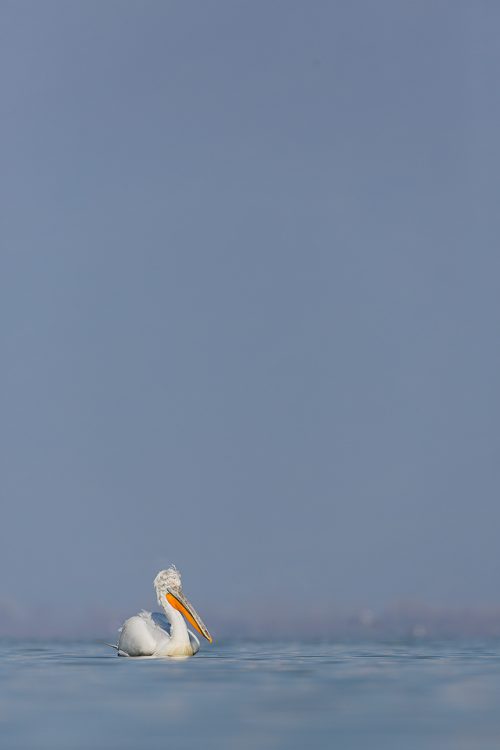 Dalmatian Pelican Small in the Frame. Although I usually like to get close to my subjects I always try and capture some images of the animal small in the frame to give a bit of variance to the series of photographs. Lake Kerkini, Northern Greece.