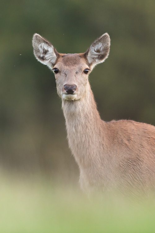 Red Deer Doe Close Up. By approaching incredibly slowly and carefully over the space of an hour, I made it very clear to the deer that I wasn't a threat. Eventually they became so used to my presence that they actually came right over to me to investigate! This stunning doe came so close I opted for a head and shoulders portrait.