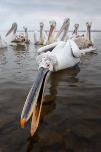 In some areas the pelicans were so habituated that they would come within a couple of metres of us, allowing for some wide angle images. Here a particularly confident pelican was reaching out to grab a fish from the bucket next to me. Lake Kerkini, Northern Greece.