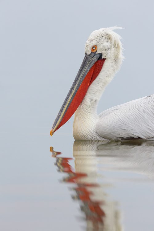 Adult Dalmatian Pelican reflected in the still waters of Lake Kerkini, Northern Greece.