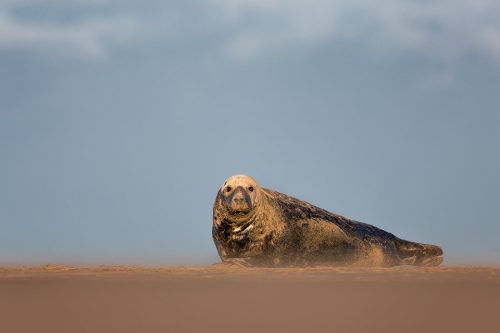 A Grey Seal Bull relaxes on the sandy beach under a moody sky. Lincolnshire, UK.