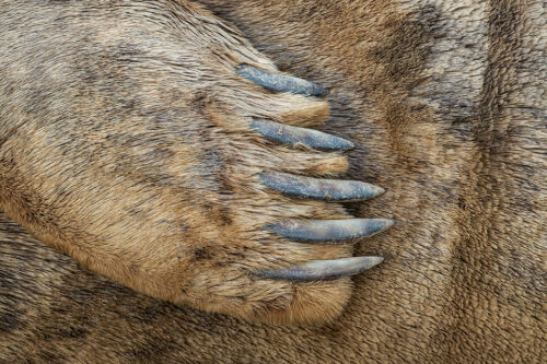 Grey seal flipper. This detailed image shows the thick fur and powerful front flippers of an adult grey seal. Lincolnshire, UK. The flippers are made up of long bones covered in very thick skin which forms a web, used like a paddle to propel the seal along. The long sharp claws on their front flippers are used to help them move around on land, providing very effective grip. Grey Seal Cow Close up of Flipper - Grey Seal Photography Workshop, Lincolnshire Wildlife Photography