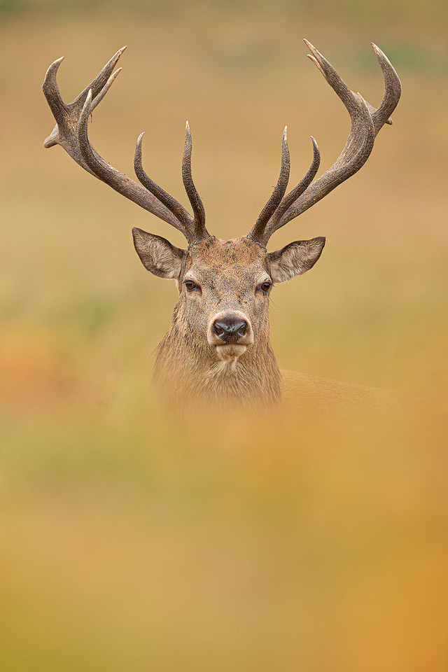 An impressive stag stares down the lens through the autumn bracken .