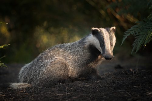 A badger cub emerges from the sett in the last rays of evening sunshine. Peak District wildlife photography. Badger Photography workshops.