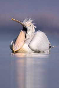 Dalmatian Pelican pouch stretch. An adult pelican stretches out their huge bill pouch Lake Kerkini, Northern Greece. These stunning birds spent a lot of their time preening and stretching, ensuring they were looking their best as the breeding season approached.