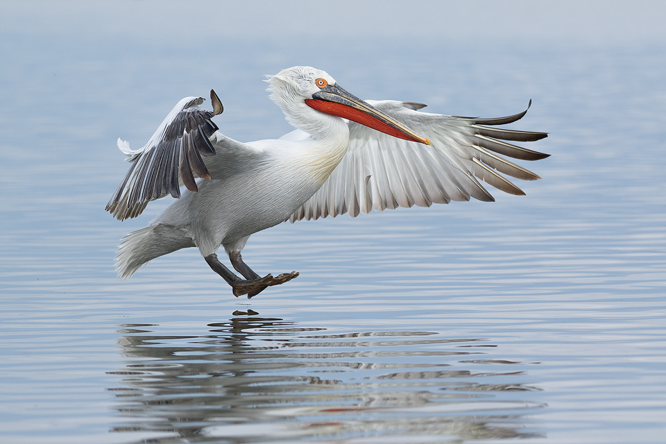 Dalmatian Pelican Landing. Dalmatian Pelican coming in to land on the the still waters of Lake Kerkini in Northern Greece. One of the most impressive aspects of these stunning birds was their gigantic wingspan. Adult pelicans can have a wingspan of over 11ft! This makes them one of the worlds largest flying birds. On our last day we were lucky enough to get an almost perfectly calm day for reflections. To make the most of it we headed out on a boat trip and were able to capture a range of images of the pelicans mid flight reflected in the lake.