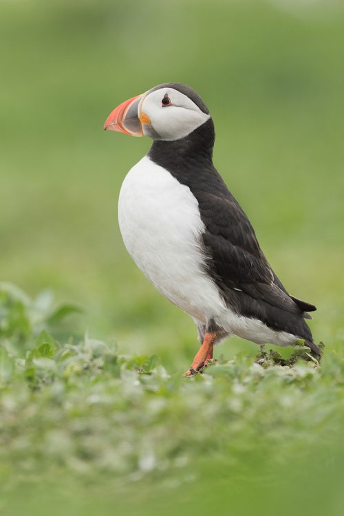 Farne Islands Puffin . Atlantic Puffin standing amongst the fresh green. Farne Islands, Northumberland. During the summertime around 150,000 breeding pairs of seabirds flock to the Farne Islands to nest. With such huge numbers crammed onto these tiny islands they are undoubtedly one of the best places in the UK to get close to sea birds.