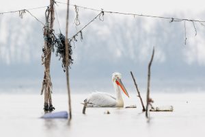 An adult Dalmatian pelican drifts through the fishing poles on the shores of Lake Kerkini, Northern Greece. At the beginning of my time at Kerkini I avoided photographing the pelicans as they moved between the assorted flotsam near the shoreline, seeing it as a major distraction. However by the end of the week I realised the potential to create some interesting and unique images using the distinctive fishing poles.