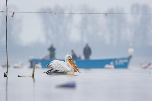 Dalmatian Pelican and Fishing Boat. An adult Dalmatian pelican drifts through the fishing poles whilst a fishing boat returns to shore in the background. Lake Kerkini, Northern Greece. At the beginning of my time at Kerkini I avoided photographing the pelicans as they moved between the assorted flotsam near the shoreline, seeing it as a major distraction. However by the end of the week I realised the potential to create some interesting and unique images using the distinctive fishing poles.