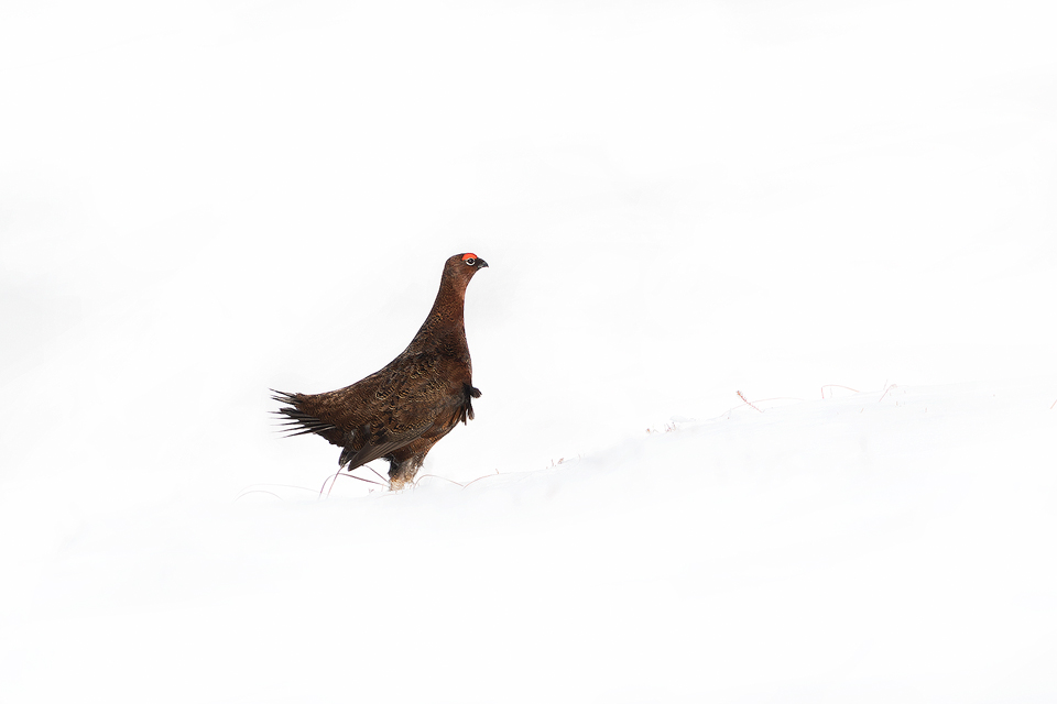 Red Grouse Displaying in deep snow. Male red grouse posturing and fanning out tail feathers to impress a nearby female. Derbyshire, Peak District National Park.