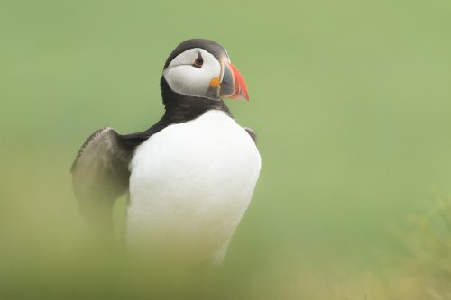 Atlantic Puffin Wing Flex. Adult puffin flexing its wings before take off. Farne Islands, Northumberland.