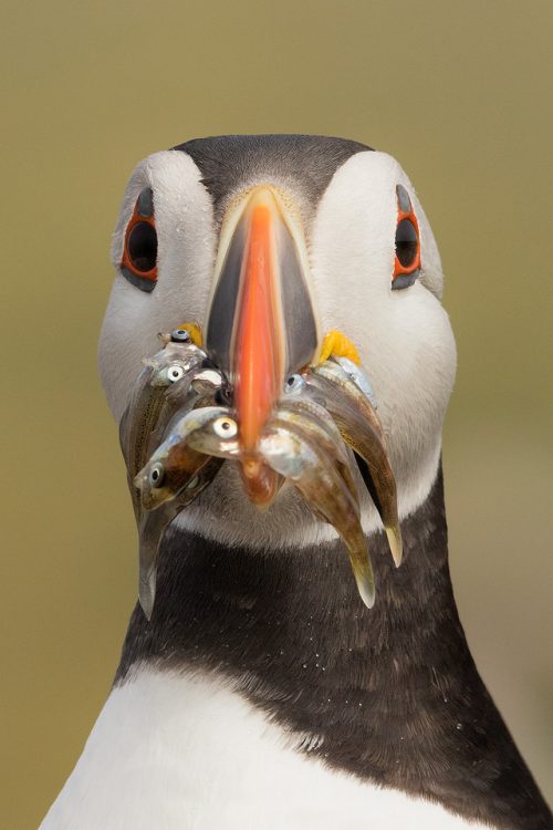 Farne Islands Puffin . Atlantic Puffin close up portrait with a beak full of sand eels. Farne Islands, Northumberland.